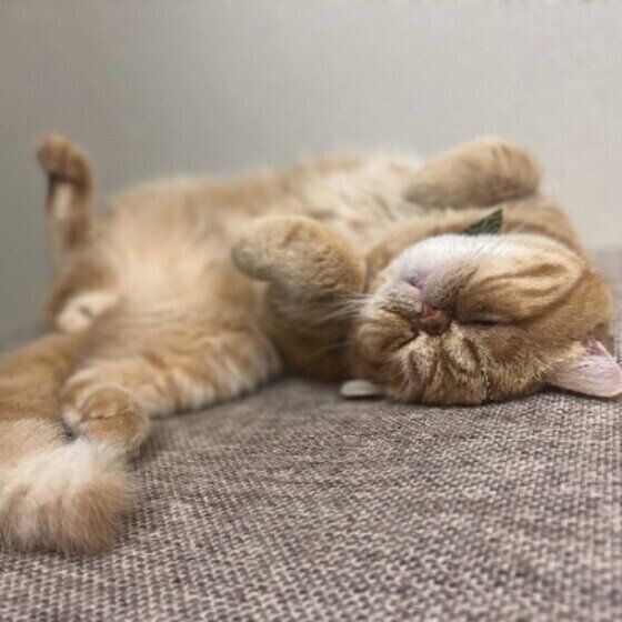 眠るエキゾチックショートヘア