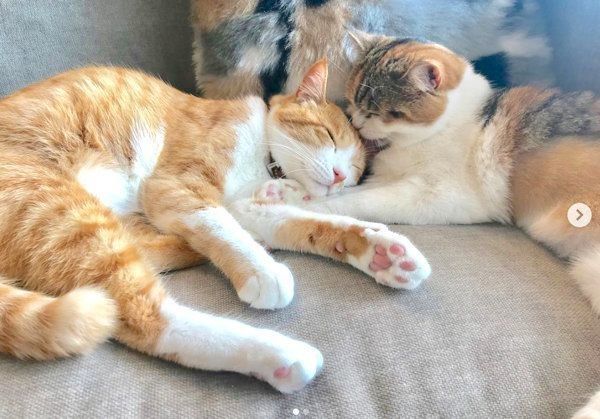 元保護猫のきなこちゃんと、スコティッシュフォールドのおもちちゃん