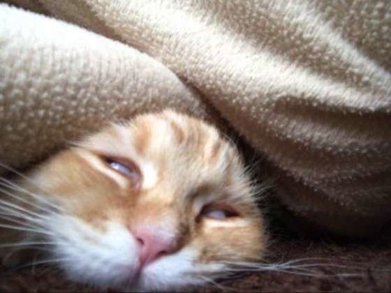 マンチカン・ロングヘア・小梅ちゃん