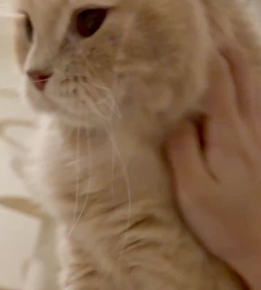 飼い主さんのお腹でふみふみするつきみくん