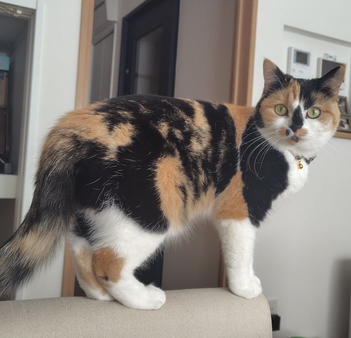 見つめるクルちゃん