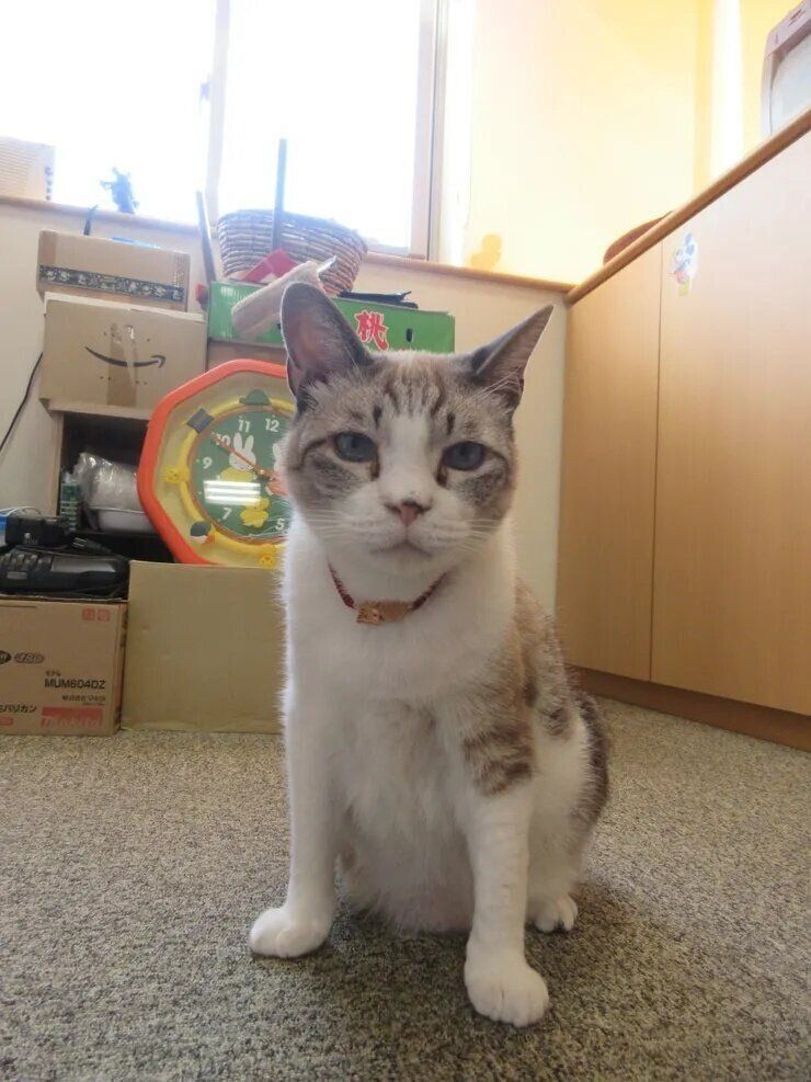 ねこのきもち『きもちテラス』で本テーマにコメントされた写真です。