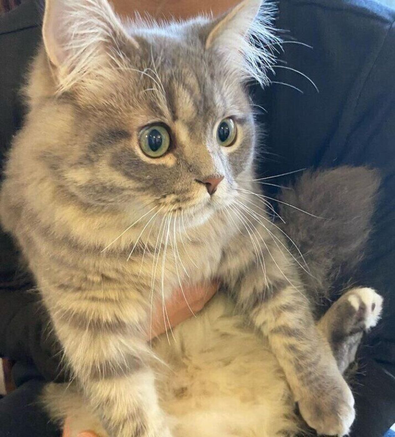 ふわふわ 人気の長毛猫3種の特徴と魅力 長毛種のブラッシングのコツも ねこのきもちweb Magazine ふわふわ 人気の長毛猫3種の特徴と魅力 長毛種のブラッシングのコツも ねこのきもちweb Magazine