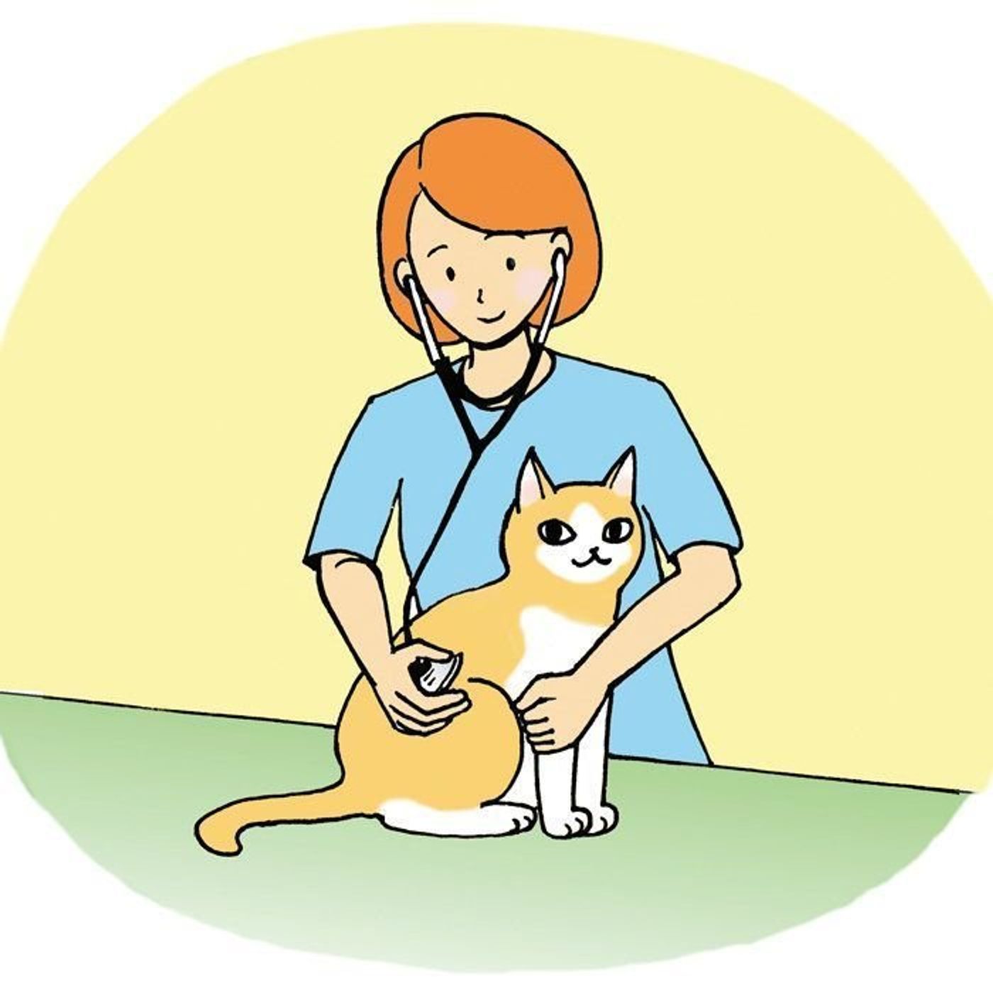 猫の健康診断ってみんなどのくらい受けているの ねこのきもちweb Magazine 猫の健康診断ってみんなどのくらい受けているの ねこのきもちweb Magazine