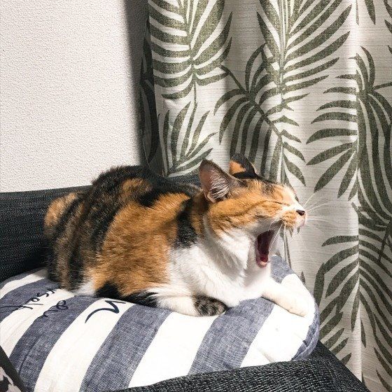 あくびする猫