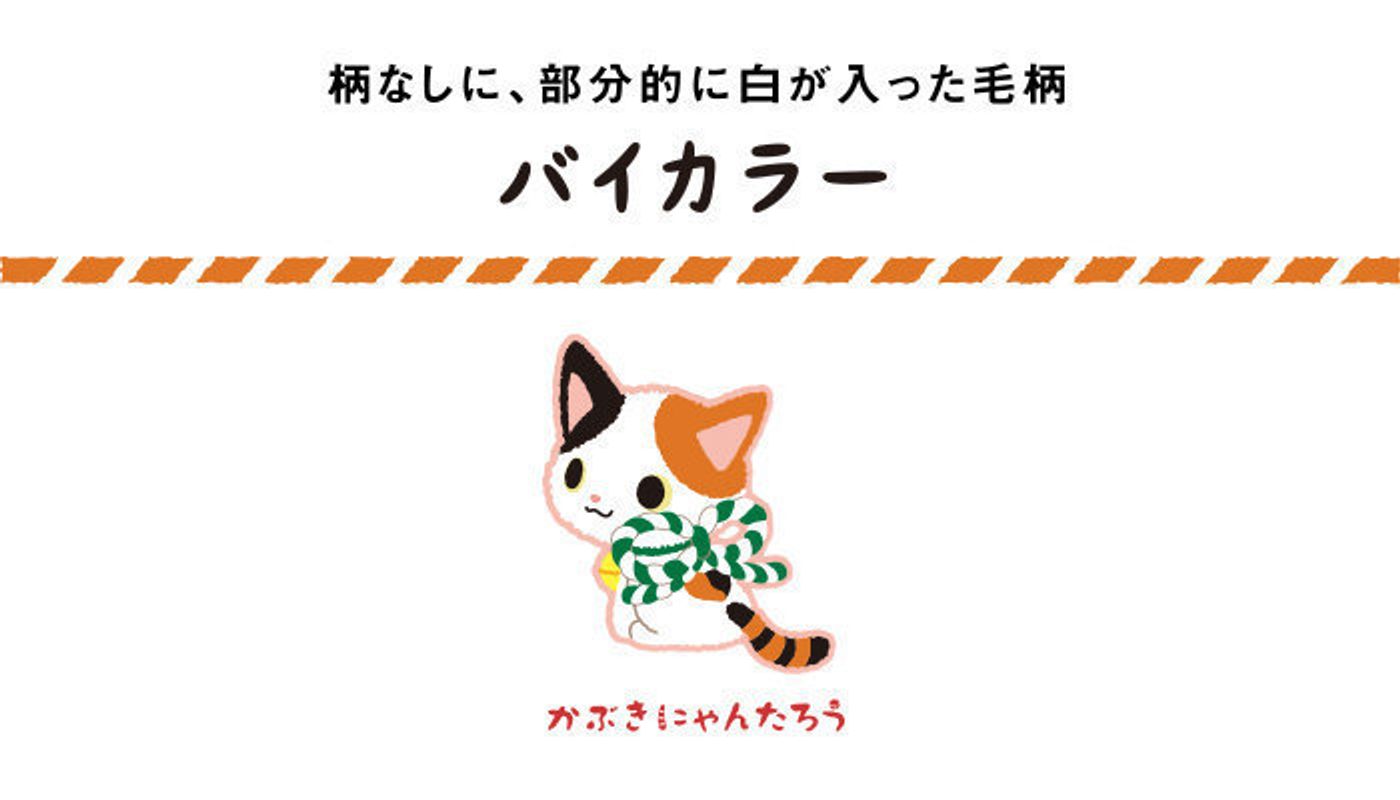 白 黒 茶 基本の組み合わせは4つ 猫の毛柄 バイカラー 柄の特徴とは ねこのきもちweb Magazine 白 黒 茶 基本の組み合わせは4つ 猫の毛柄 バイカラー 柄の特徴とは ねこのきもちweb Magazine