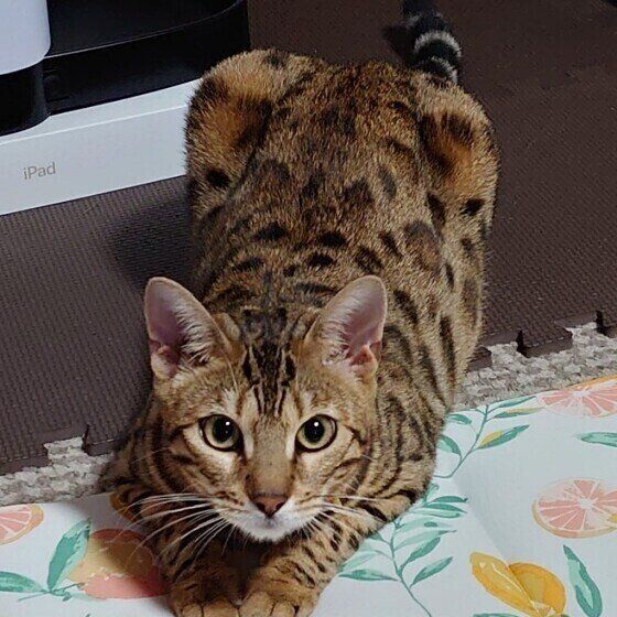 ベンガルのビビちゃん