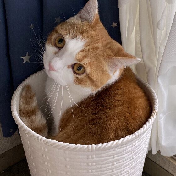 容器に入るスコティッシュフォールド