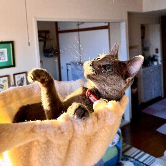 ロシアンブルーのサリーちゃん