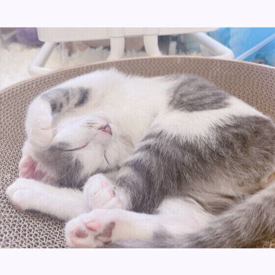 Mix（グレー）のぴぴくん♪