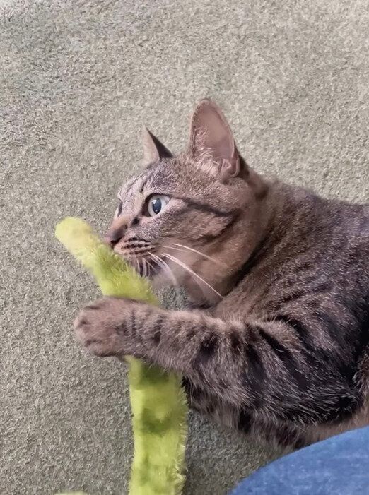 おもちゃで遊ぶ猫