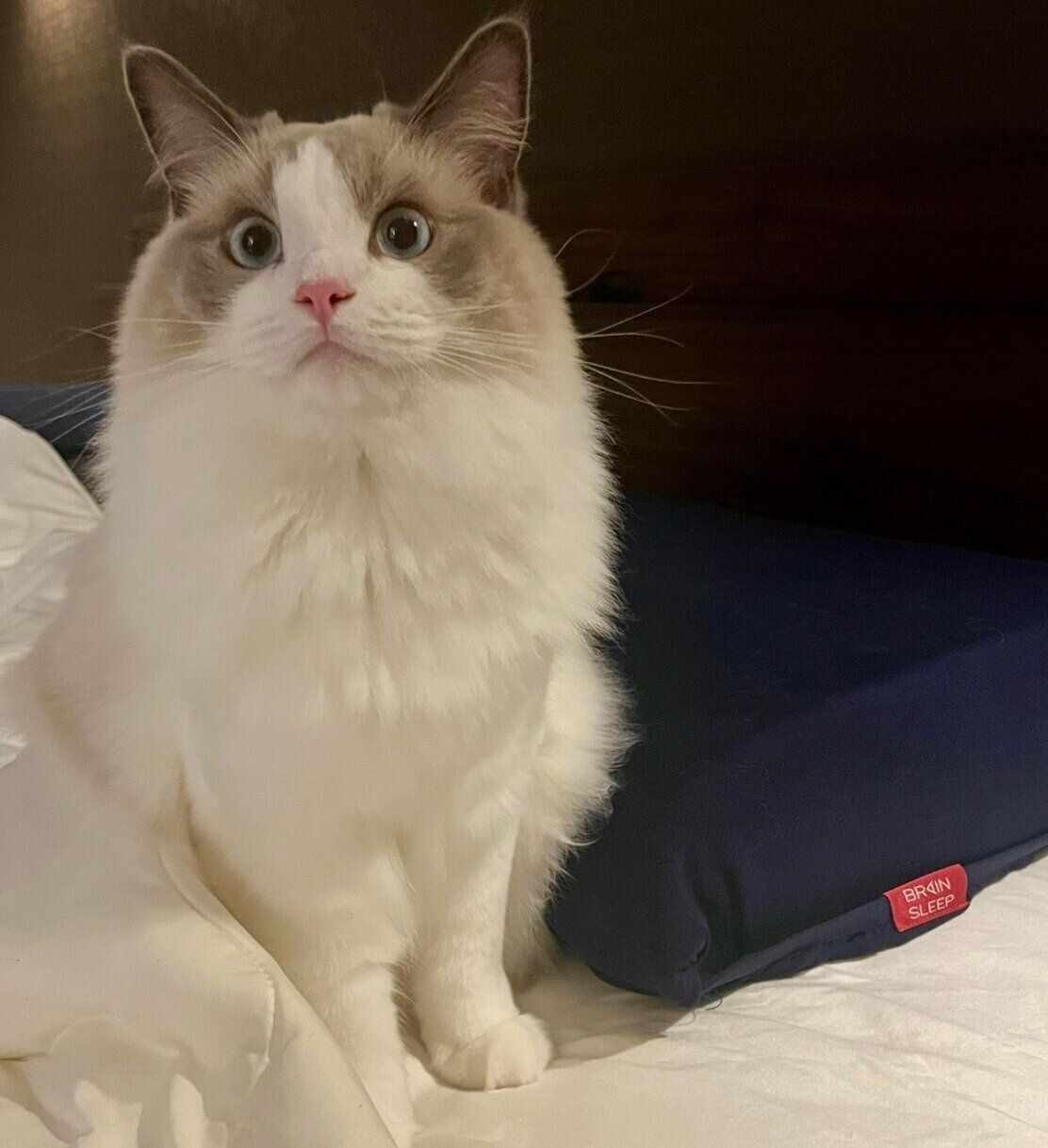 ベッドで飼い主さんを待っているソラくん