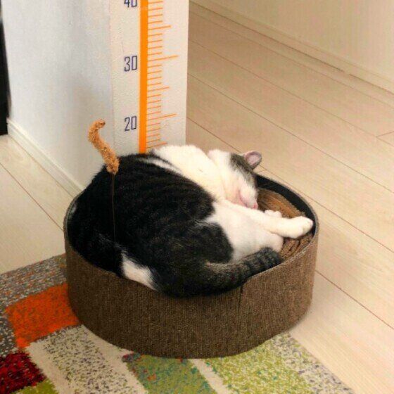 サバトラMIXのMarcちゃんが爪とぎの上でスヤスヤ 