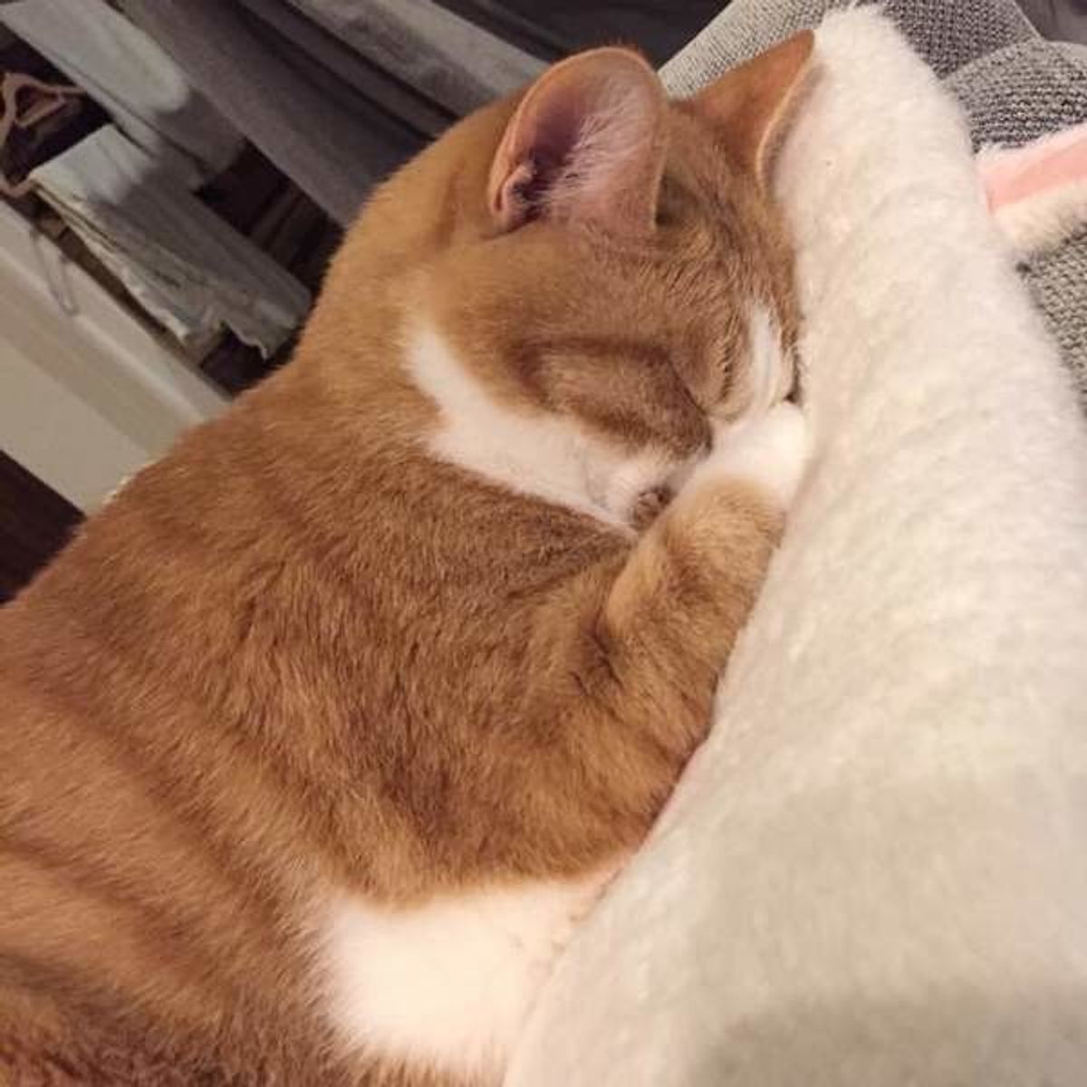 猫も落ち込むし怒ってるニャ マイナス感情を見逃さないためには ねこのきもちweb Magazine 猫も落ち込むし怒ってるニャ マイナス感情を見逃さないためには ねこのきもちweb Magazine