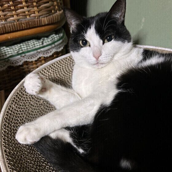 日本ネコの初夏ちゃん