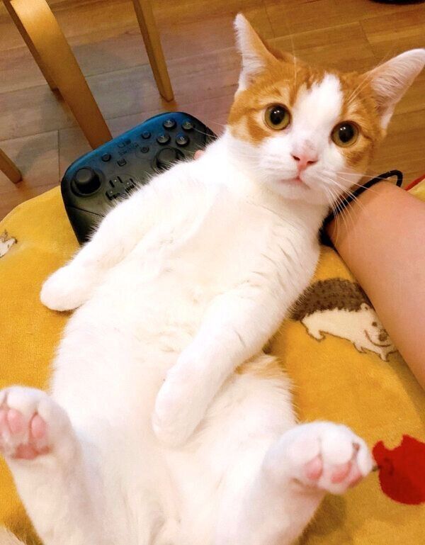 寝転がるもち丸くん