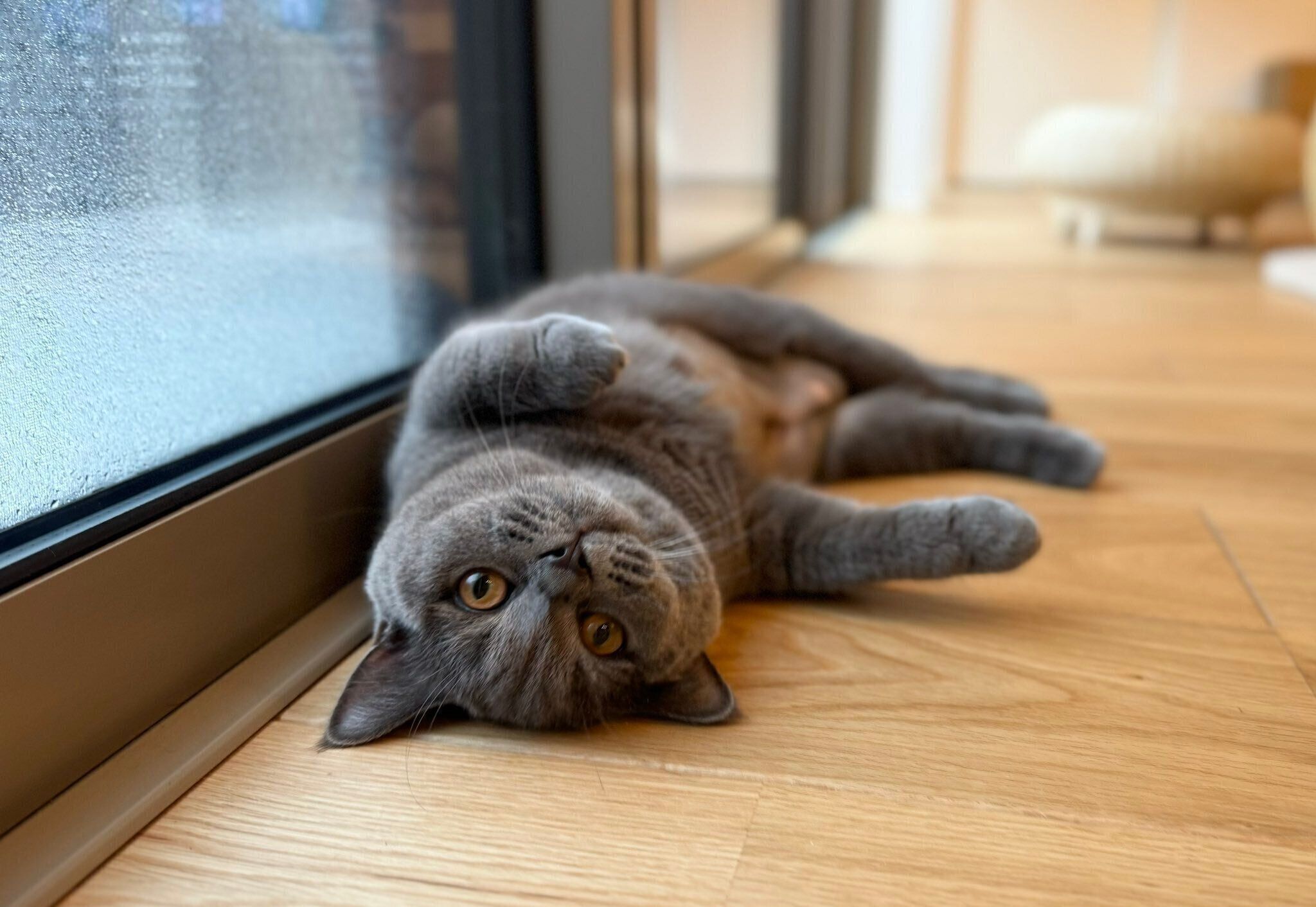 寝転がるルルちゃん