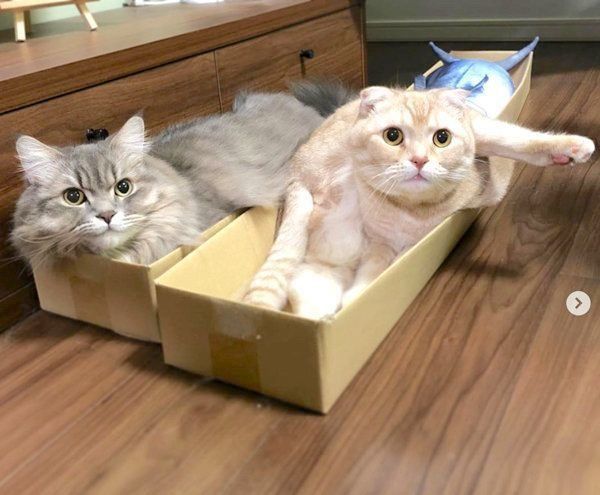 くつろぐスコティッシュフォールドとラガマフィン