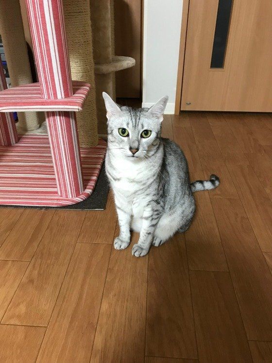 エジプシャン・マウ全身