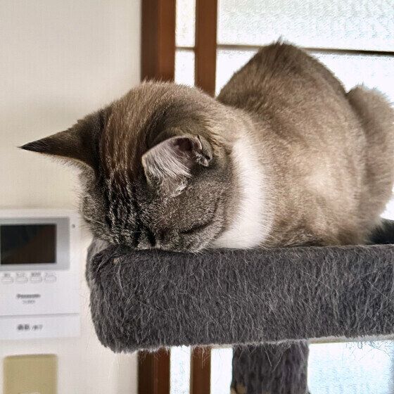 MIXサバトラのむぎくん