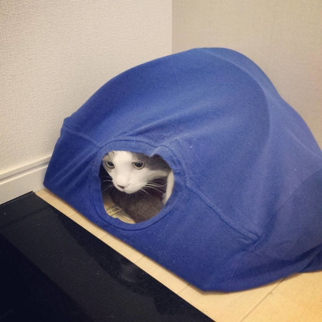 テントから顔を出すリブちゃん