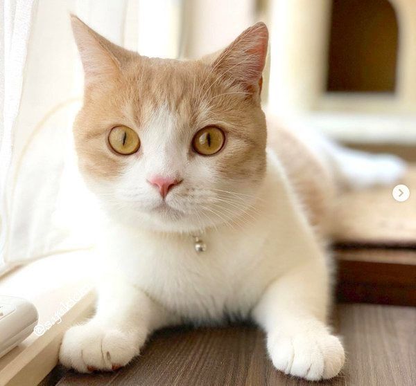 カメラ目線のスコティッシュフォールド