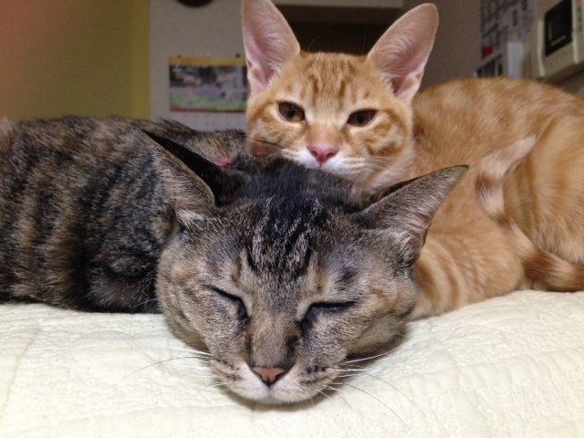 画像／「ねこのきもち」読者提供