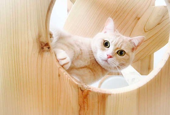 キャットタワーで遊ぶブリティッシュショートヘヤのソイくん