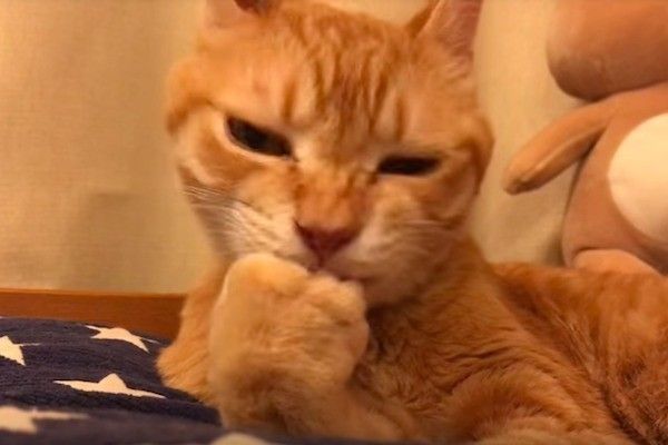 前足をなめるのが好きなニャンコ