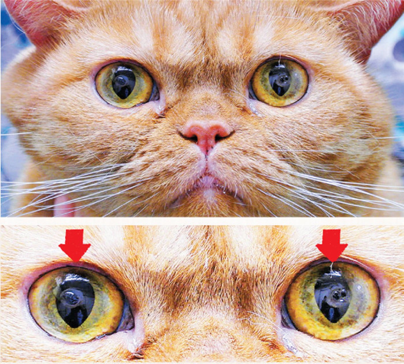 知ってるようで知らない 猫の目の病気7つ ねこのきもちweb Magazine 知ってるようで知らない 猫の目の病気7つ ねこのきもちweb Magazine