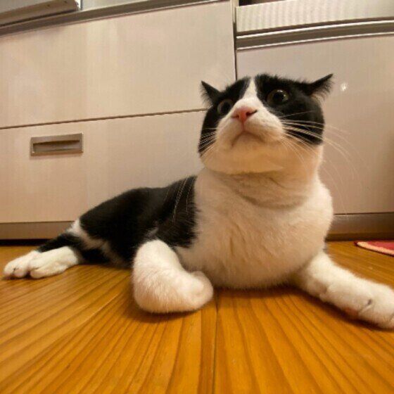 台所にいるMIX猫