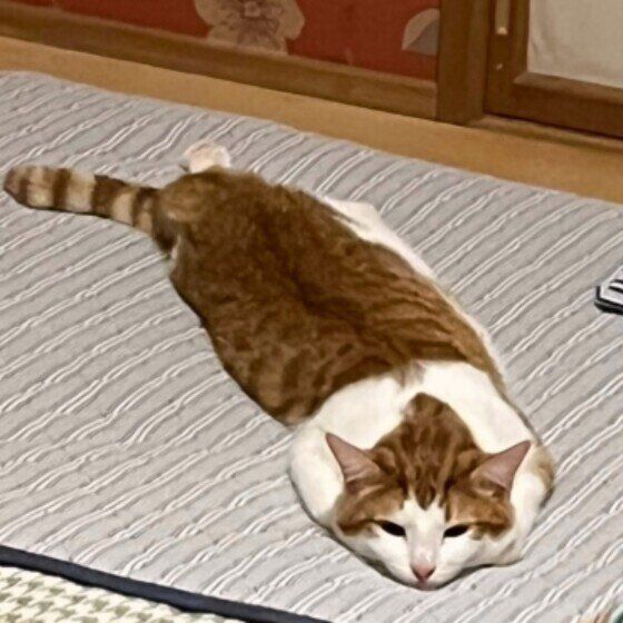 MIX pocaくん