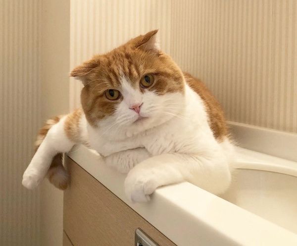 トイレに居座る猫