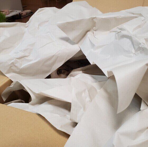 MIXミケのもなかちゃん