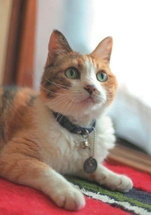 撮影／石原さくら