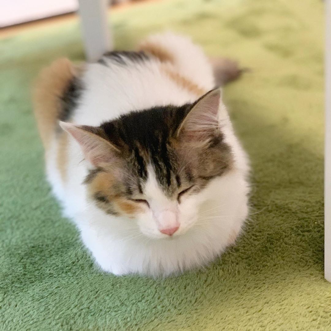 ティッシュケースに似ている、香箱座りする猫