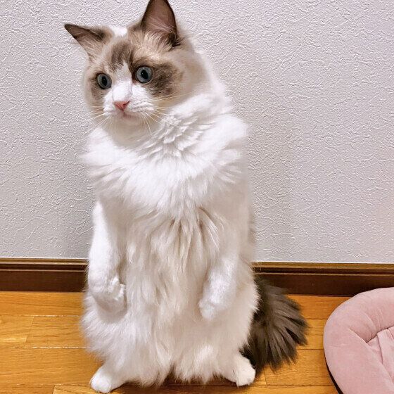 2本足で立つラグドール