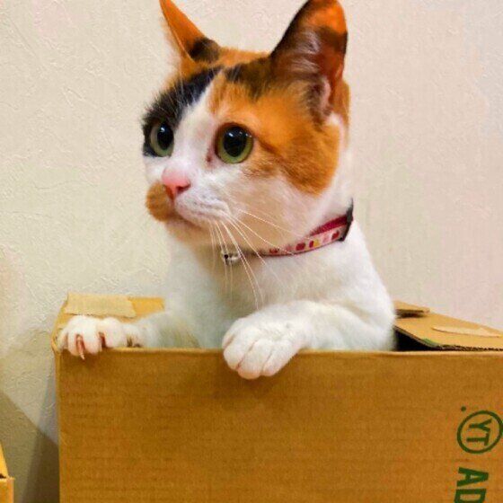 三毛猫のピットちゃん