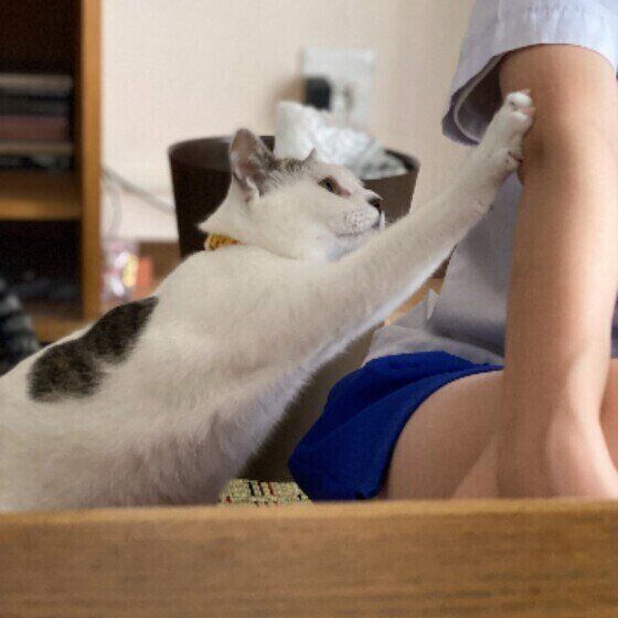 甘えてる?怒ってる? 猫が前足で「トントン」してくる気持ち|ねこのきもちWEB MAGAZINE 甘えてる?怒ってる? 猫が前足で「トントン」してくる気持ち|ねこのきもちWEB MAGAZINE