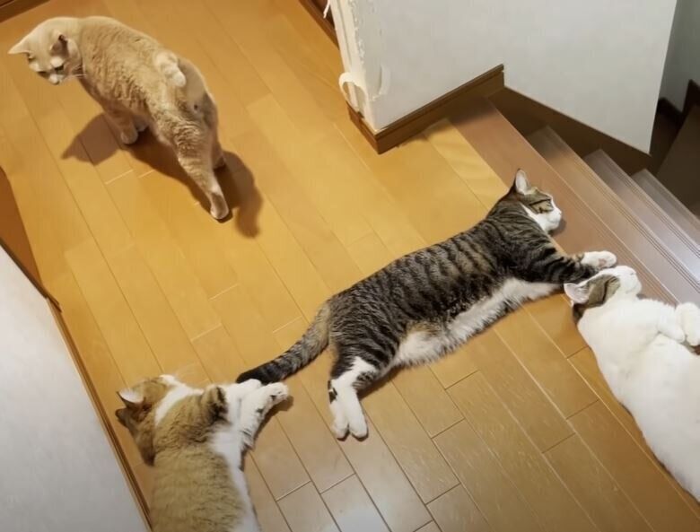 落ちている猫たち