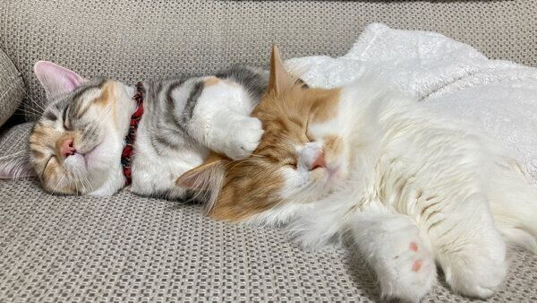 仲良しなメープルちゃんとショコラちゃん