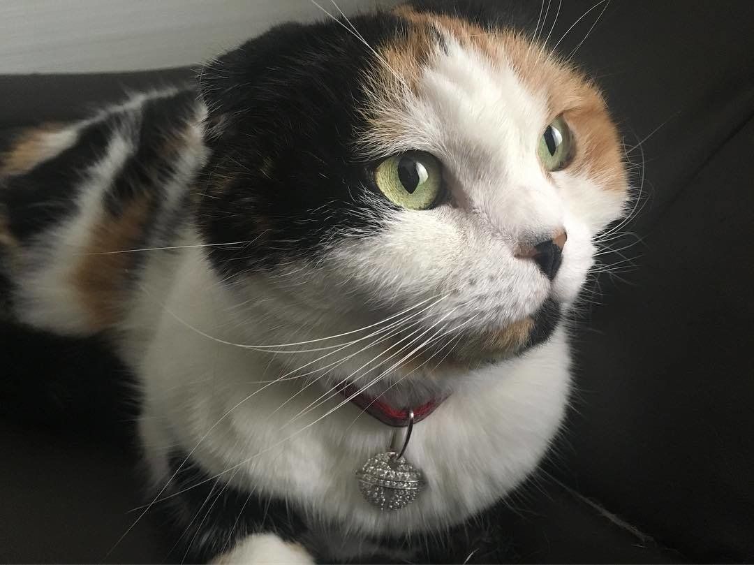 Calicoベルチャーム