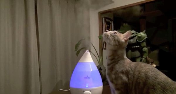加湿器に興味津々の猫