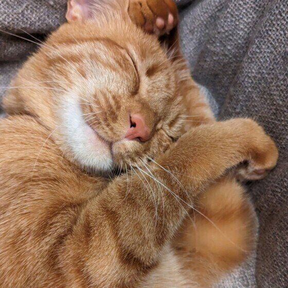 MIX茶トラの獅丸くん