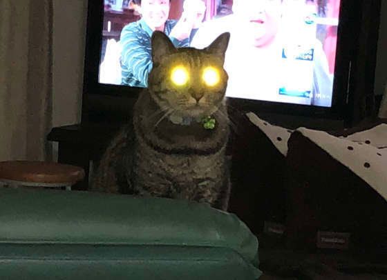 MIXキジトラ・レオンくん