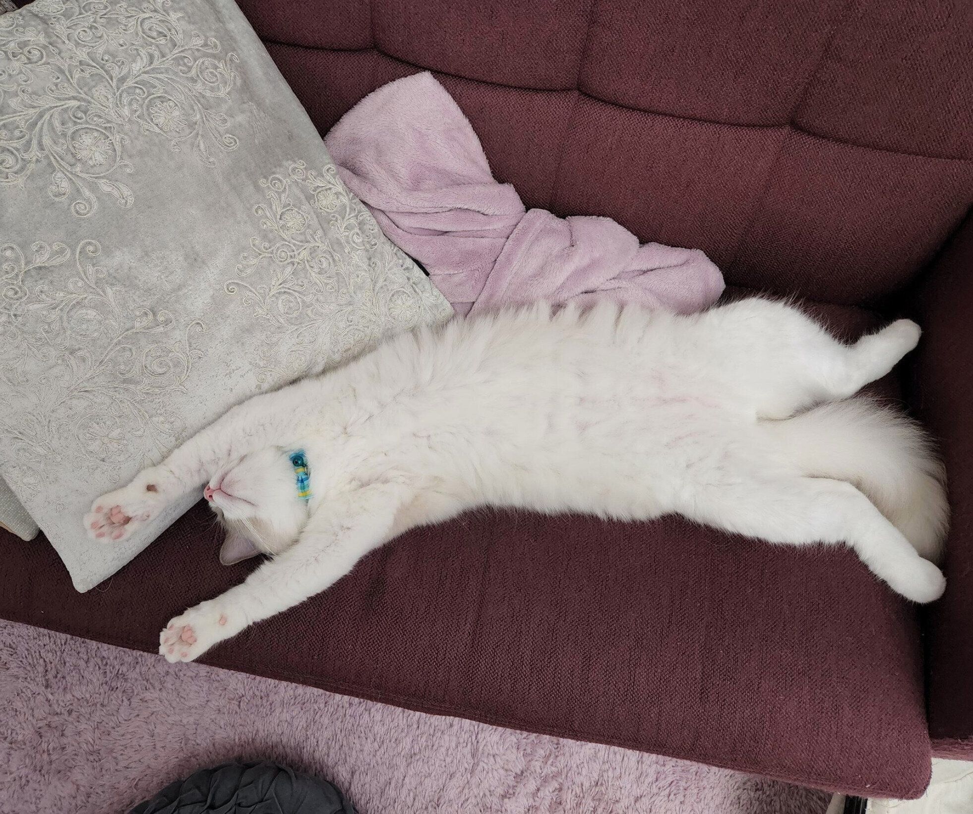 ソファの上で眠るアオくん