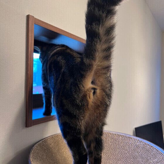 おしりを向けるニコちゃん