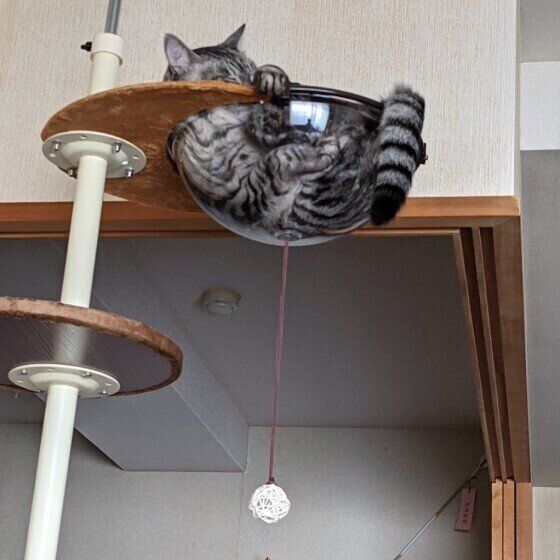 キャットタワーで眠るサバトラ