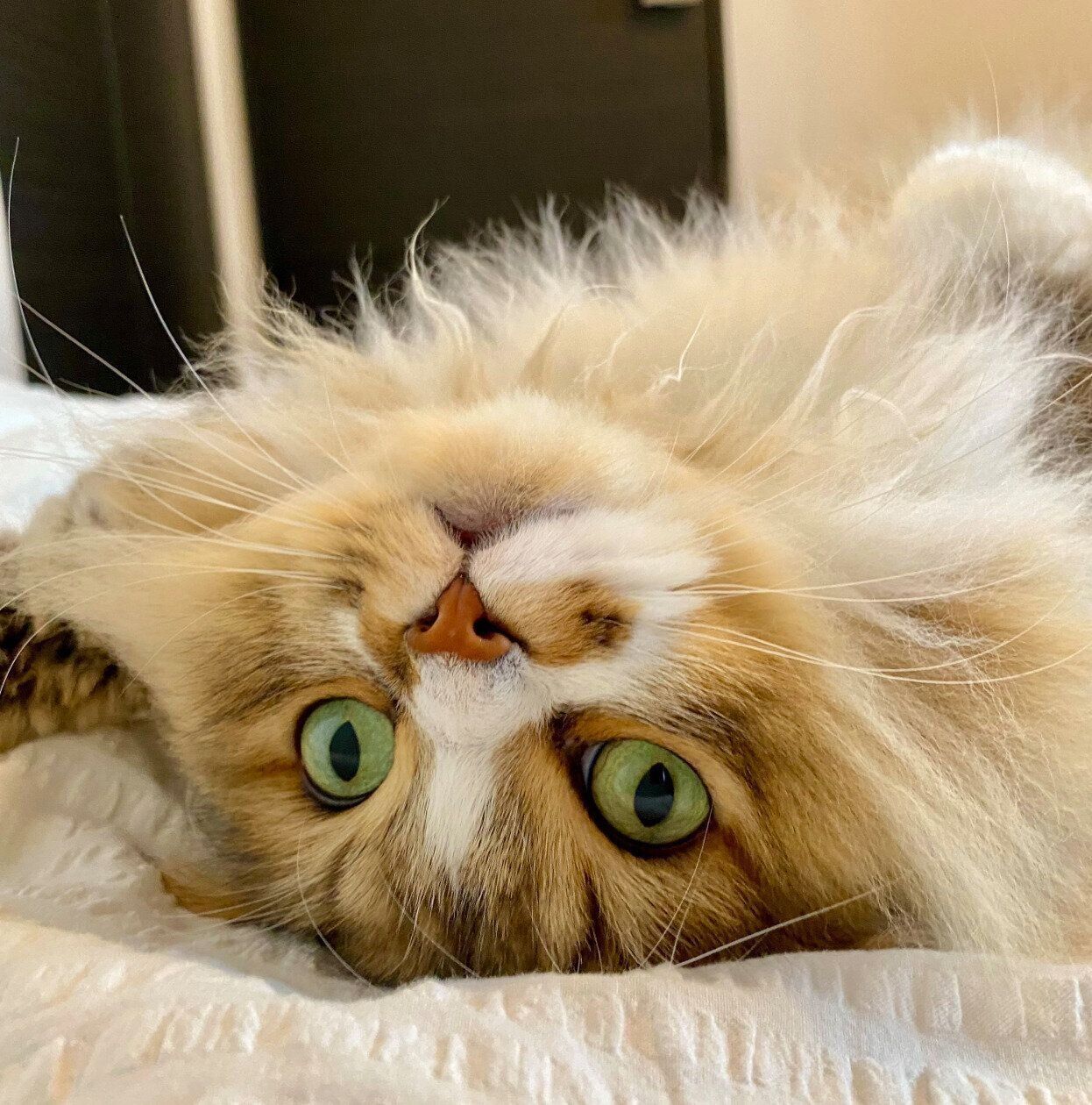 寝転がるみぬ次郎くん