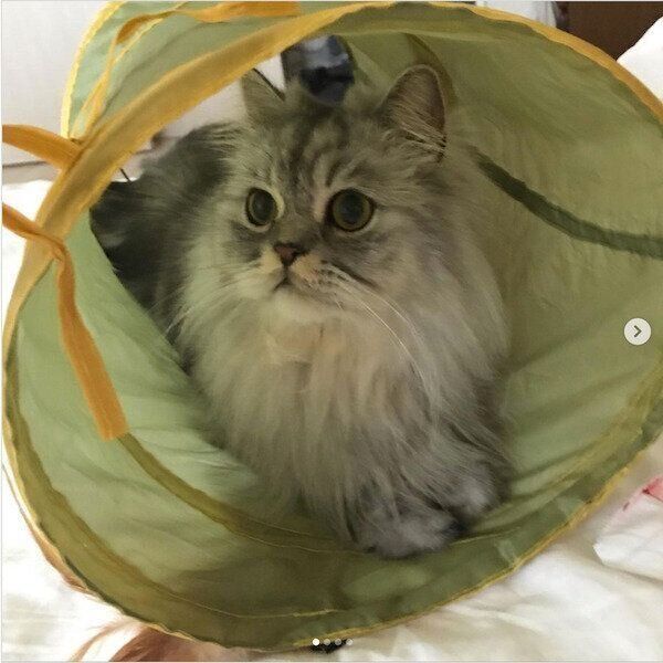 3COINSの猫グッズ